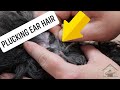 Let's Pluck Ear Hair (standard poodle)