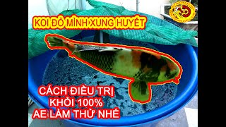 Cách Điều Trị Koi Đỏ Mình Xung Huyết I Tập [Full] : Bất Ngờ Bình Phục 100%  Sau 2 Ngày Điều Trị