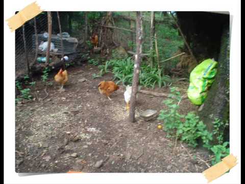 Rescate 3 gallinas y un gallo