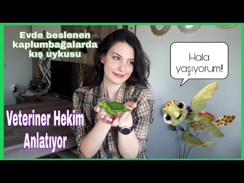 Video: Kedi için 15 Fantastic DIY Oyuncaklar