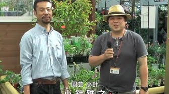 野草栽培 Youtube