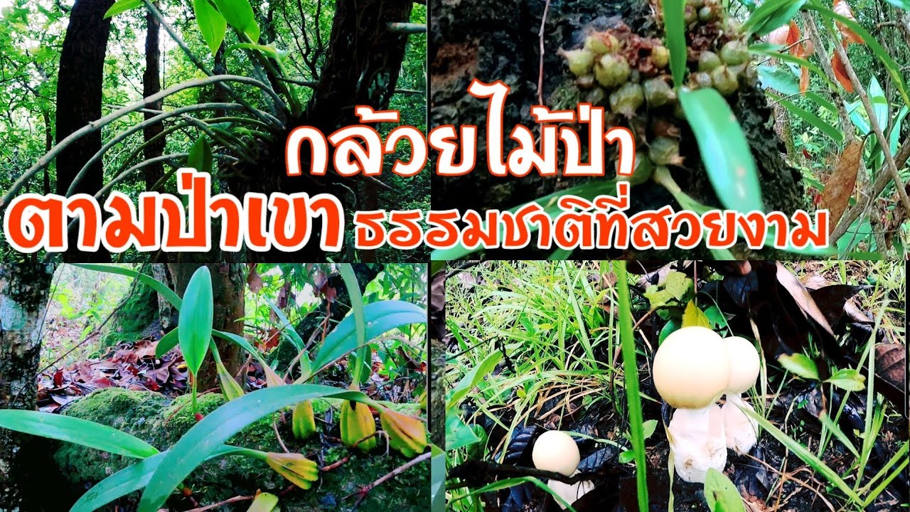 กล้วยไม้ป่า อยู่ตามธรรมชาติ บนดอยสูง มีหลากหลายสายพันธุ์