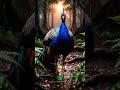 The Physics Behind Peacock's Impossible Colors #peafowl #peacock #nature #wildlife #shorts