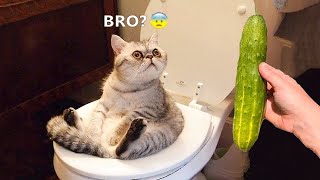 Funniest Animals 😅 New Funny Cats and Dogs Videos 😸🐶 Part 20