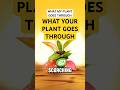 This is what your plant goes through in the mail. #pinksheep #myoctopusteacher #stillthewater