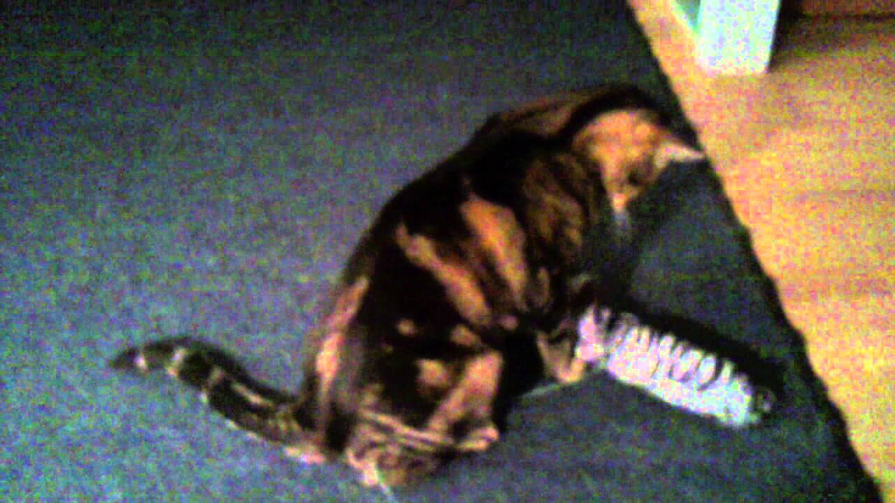 Bengal cat drags toy Part 1 of 3 YouTube