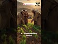 🦗✨ ¡DIOS RESTAURA LO QUE LA LANGOSTA SE COMIÓ! 🌱💥 | Joel 2:25