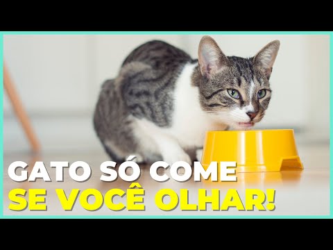 Vídeo: Gato perde o emprego na biblioteca, mas depois o surpreendente aconteceu