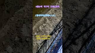 저녁식사후 동네 걷기 산책중논에 개구리 오케스트라 를 담아봅니다  정감이 갑니다 울동네는 촌이네요 ㅎ