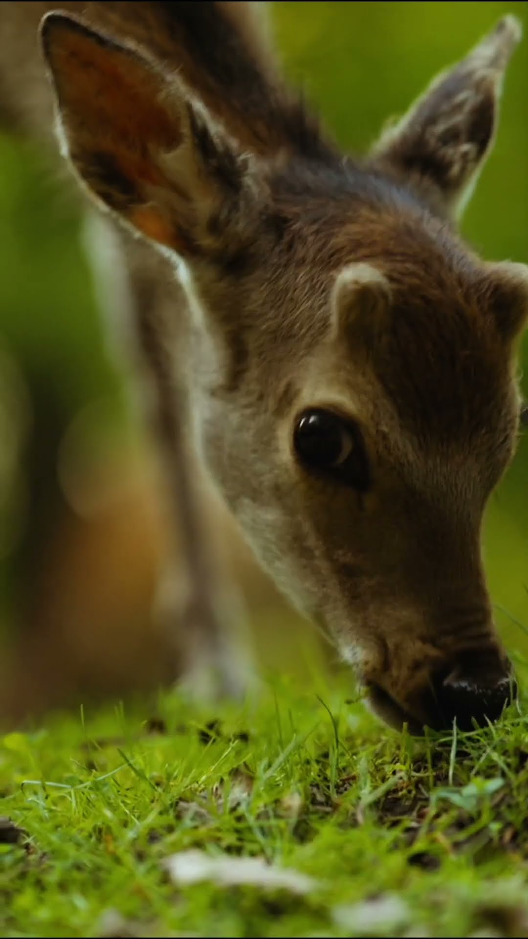 Life lessons from Deer   Part 2 #shorts  #exploration #wisdom #mindfulness #balance #adaptability