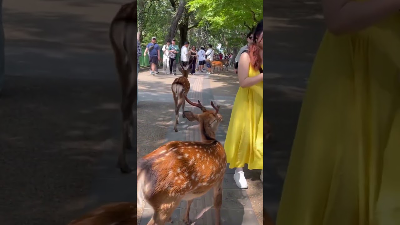 Nara deer park Japan😜