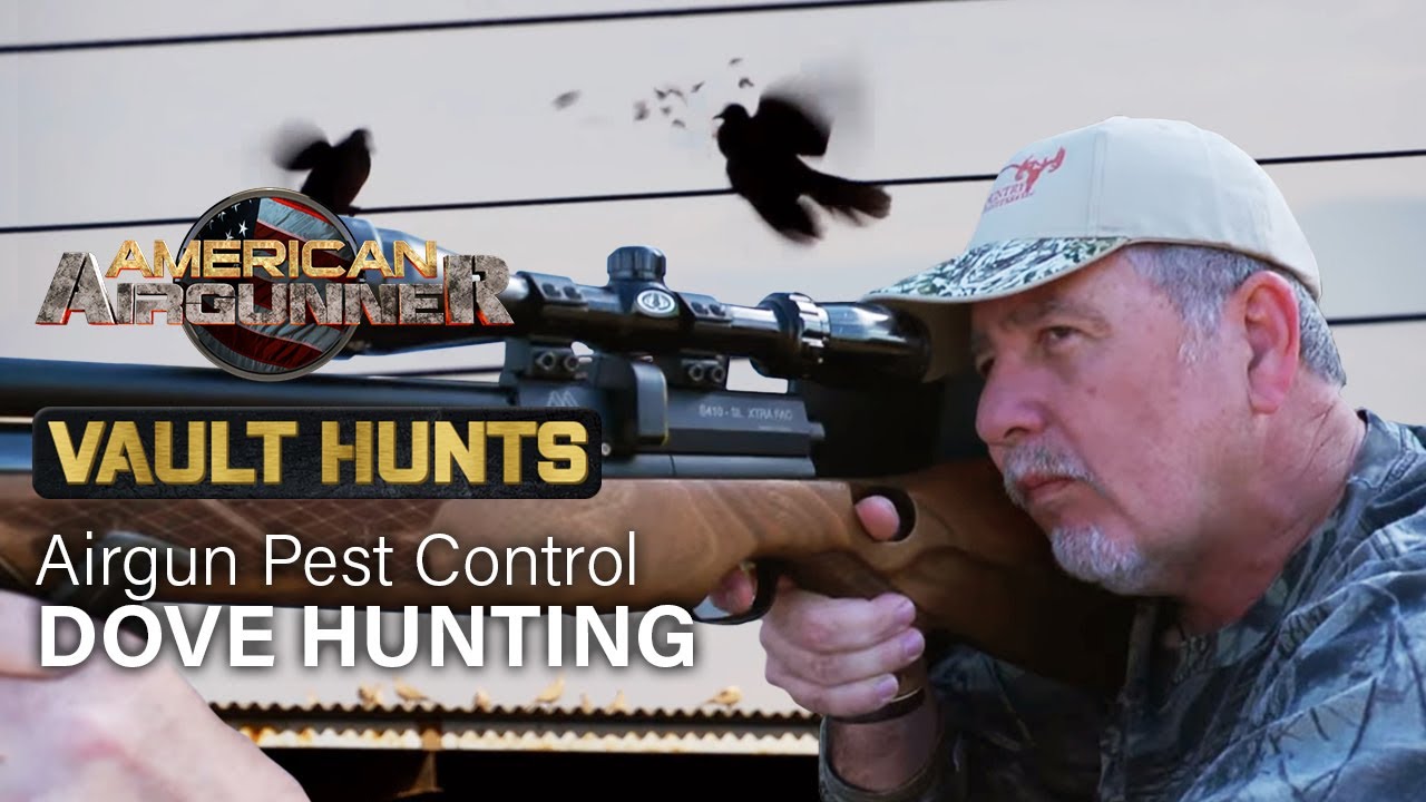 Airgun PEST CONTROL Eurasian Dove Hunting YouTube