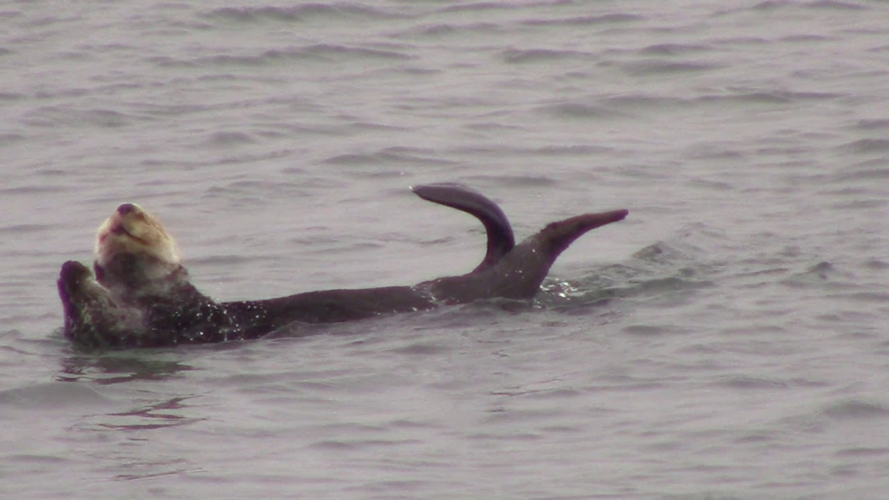 moss landing wildlife area 04 02 2019 1
