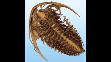 Unveiling the Pompeii of Trilobites: Ancient Fossils in Stunning Detail