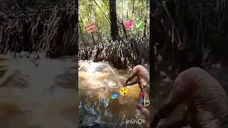 #amazing #fishing #video 😲🐟🎣💕#dailyvlog #fishinglife #fish #videos #andaman #seafood #hunter#shorts