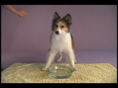 Dog Blows Bubbles ( http://asoagilitydogs.com/)