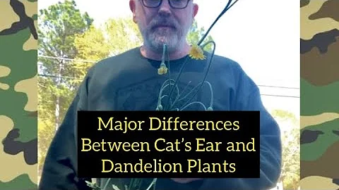 Plant Series: Major Differences Between the Cat’s Ear and Dandelion Plants - DayDayNews