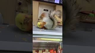 Белка Чип в Магазине 😎 #funny #squirrel #funnyvideo #youtubeshorts #shortvideo #video #shorts