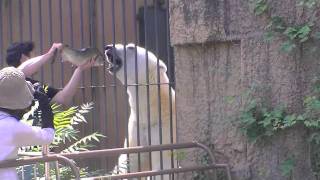 ホッキョクグマに鮭のプレゼント~It presented Polar bears the salmon