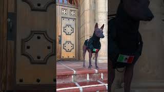 Official Xolo dog #mexico #xoloitzcuintles #xolosdetijuana