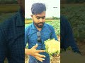 অসময়ে কিরন ফুলকপি চাষে কৃষকরা দাম পাচ্ছেন #everyone #followers #viralshort #highlights #agriculture