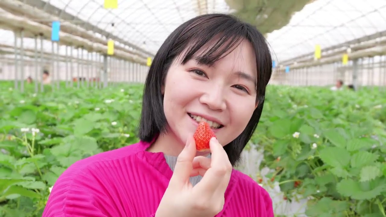 Strawberry picking at Japan Airlines farm - YouTube