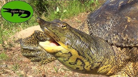 Spiny Softshell Turtle!