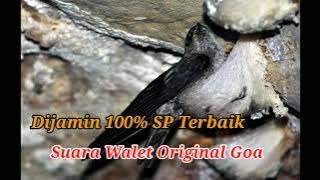 Suara walet Original Goa , SP Terbaik