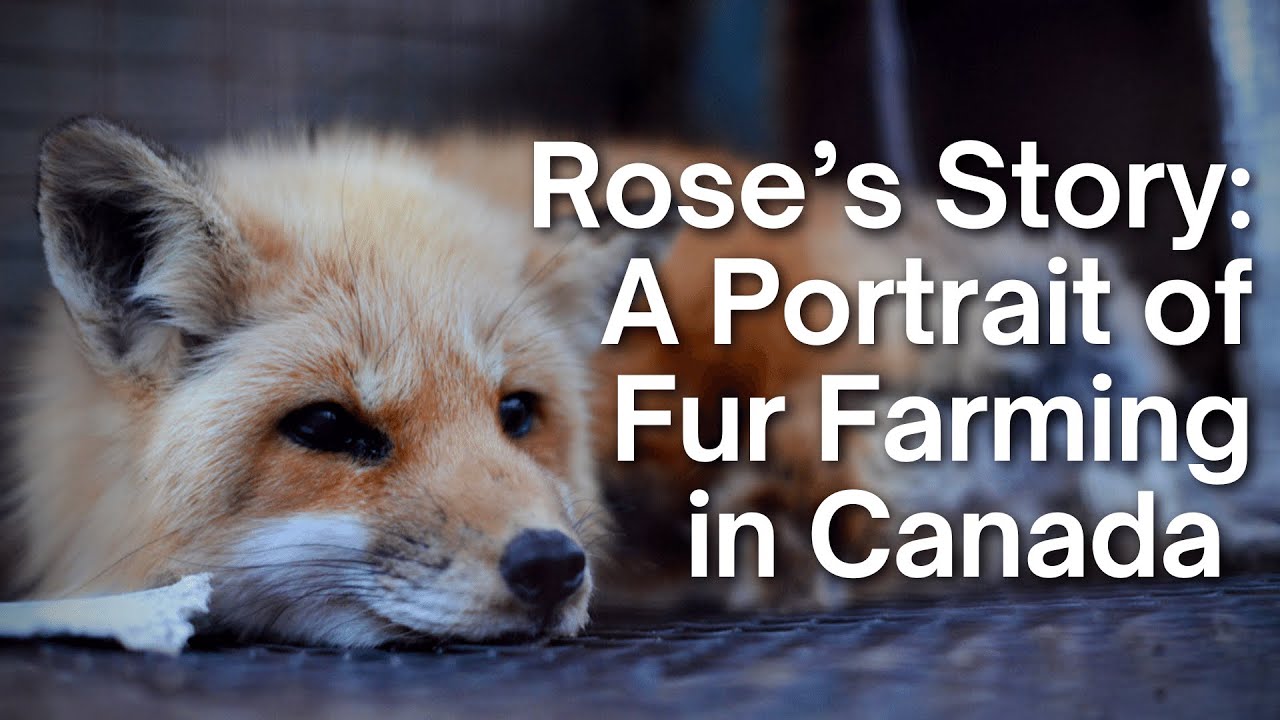 Rose's Story: A Portrait of Fur Farming in Canada