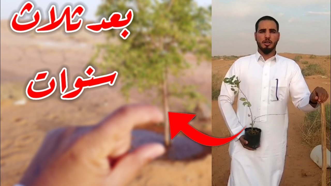 زرعنا سدر قبل ثلاث سنوات شف كيف اصبح الان سبحان الله #1