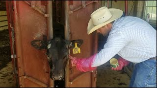 Treating Ringworm In Cattle | Livin' On The Farm