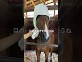 😂😂😂パパのアイデアは斬新。 #サチモ #顔を拭きたい #夏 #さっちゃん #目隠し #horse