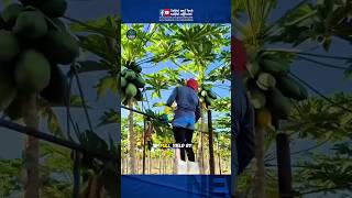 This Papaya Farming Trick Looks Crazy But Works
