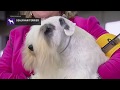 Sealyham Terriers | Breed Judging 2019 Mp3 Song