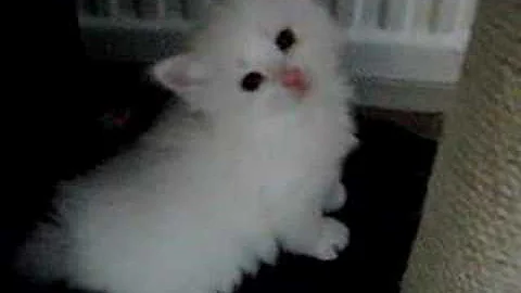Watch the video about Cute Siberian Kittens playing