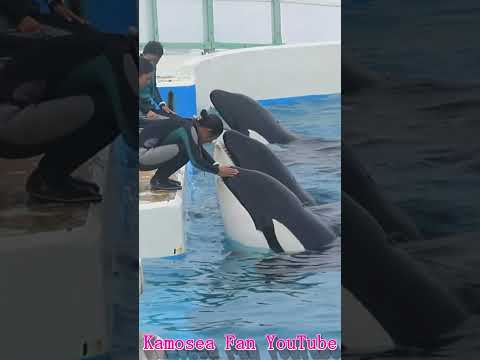 Kamosea Fan Shorts 最新動画 ラビーファミリー家族団らん!! #Shorts #鴨川シーワールド #シャチ #kamogawaseaworld #orca #killerwhale