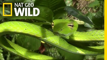 How Jungle Predators Get Their Prey | Destination WILD