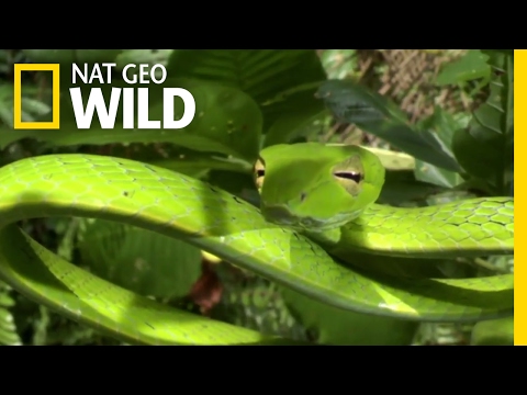 How Jungle Predators Get Their Prey | Destination WILD