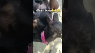 #शक्तिमान🤣#reelsगंगाधर🤣😂😅#dogesh #bhai