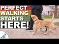 The most important 20 ft in your leash walking training