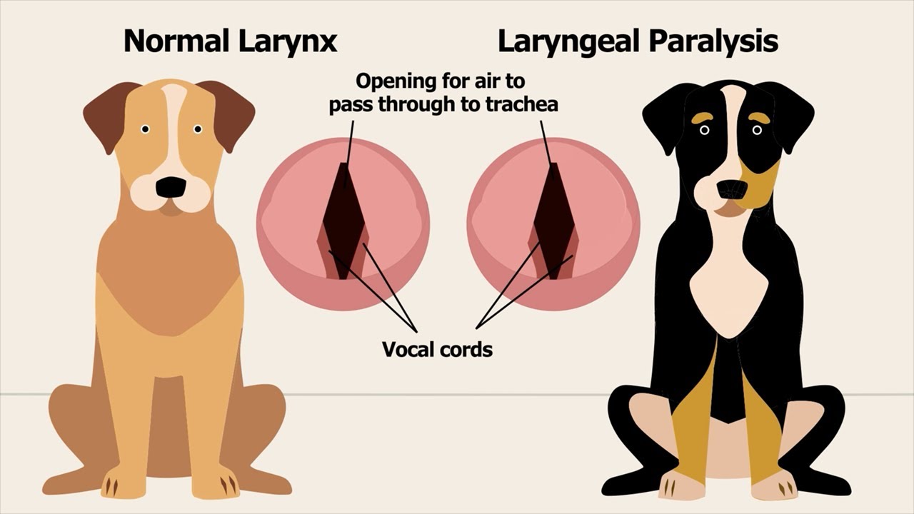 Dog Laryngeal Paralysis Educational Video YouTube