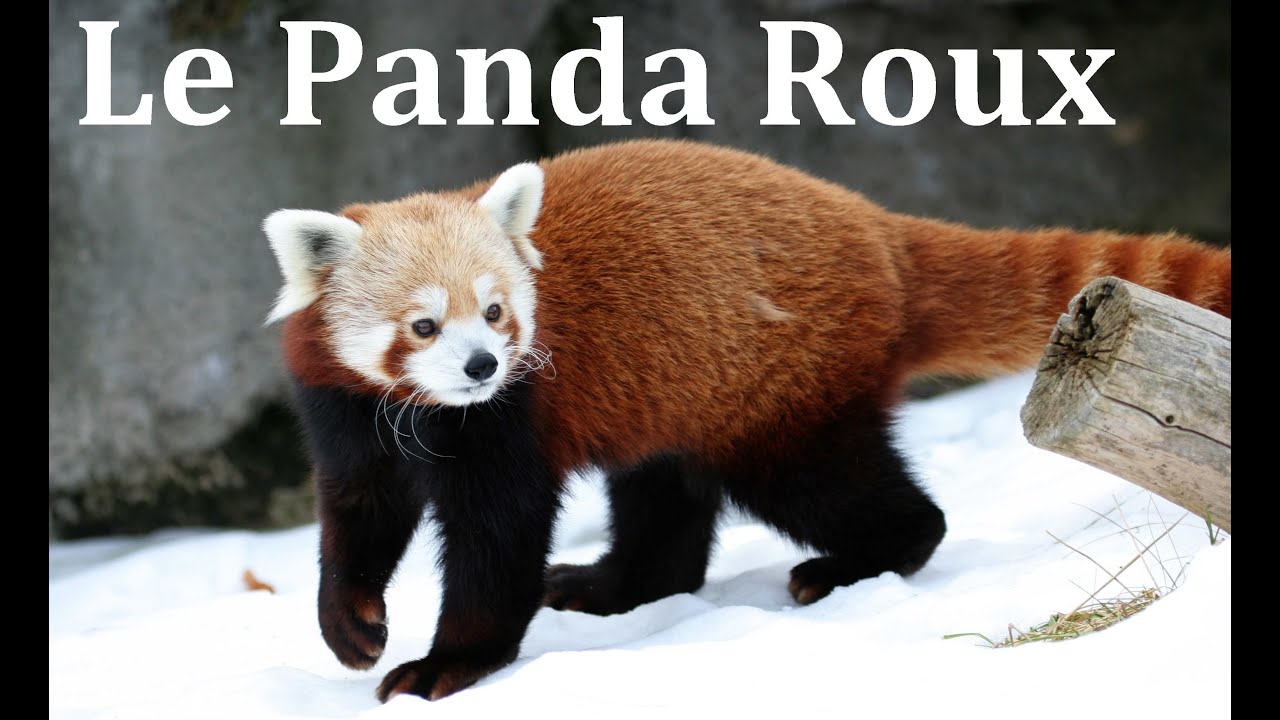 Ma Fabrique à Histoire Panda Roux www.youtube.com