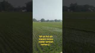 #berkelana #perjalanan ##sawah