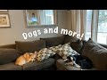 MEET MY PETS! Introduction to my household and see a snow corgi!