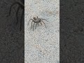 YIKES! FOUND A TARANTULA AT JOSHUA TREE NATIONAL PARK