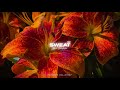 Like Im Gonna Lose You - [Moombahchill Remix] 2026