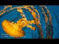 Good Things are Moving 🌊 Positive Energy Music | Morning Chill Deep House 2026 ♬ˎˊ˗ Axiomic