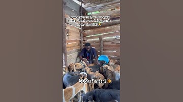 Please don’t scroll without vist my PayPal link or gofundme link in bio to help me with dog food🍱🍱