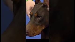 2023 National Dog Show: Doberman Pinscher Triumphs in the Working Group