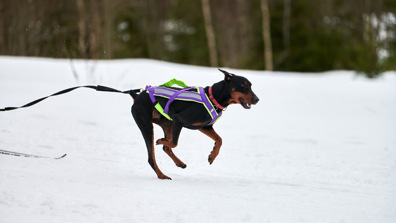What Are The Benefits Of Crate Training For Dogs What Are The Benefits Of Crate Training For Dogs